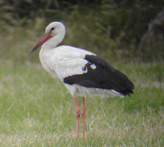 File:White stork aself.jpg