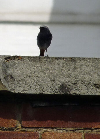 File:Blackredstart2 070513.jpg
