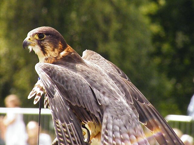 File:MERLIN.jpg