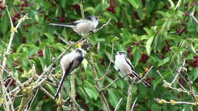 File:Long-tailed Tit.jpg