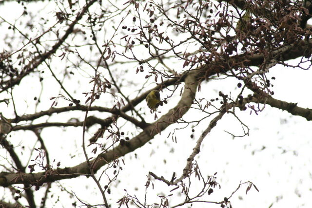 File:Wildlife 1306.jpg