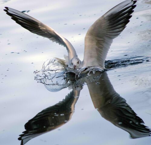 File:Black-headed gull landing .jpg