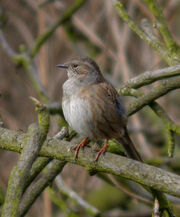 Dunnock MHP 17-03-2010
