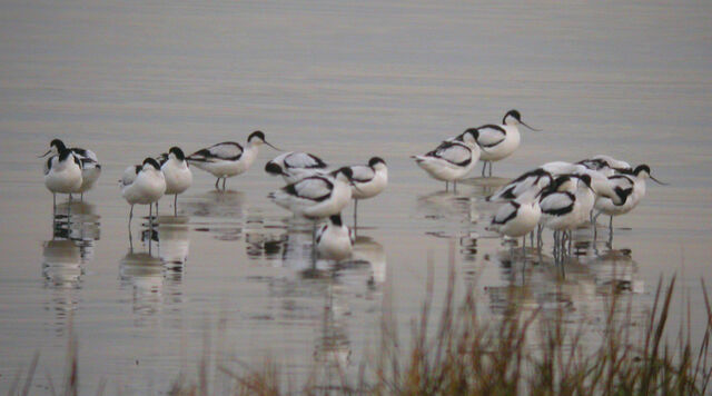 File:Avocet East Tilbury 18-01-2010.jpg