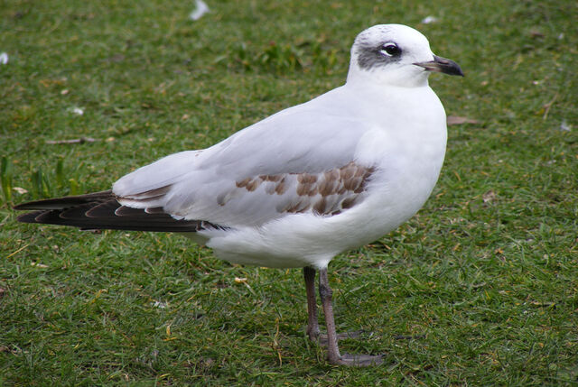 File:Asmsmedgull.jpg
