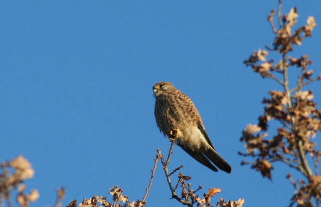 File:Kestrel.jpg