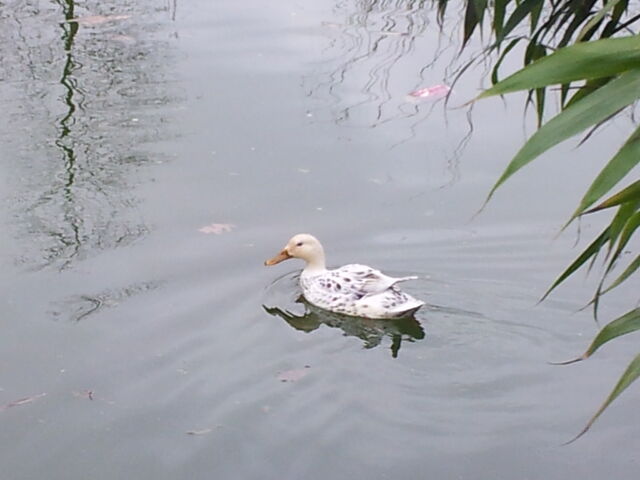 File:20130413 141809.jpg
