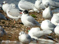 Thumbnail for version as of 17:58, February 14, 2011