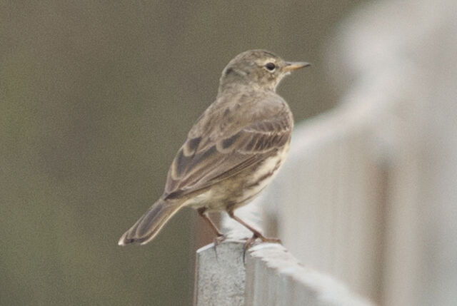 File:Rock pipit.jpg