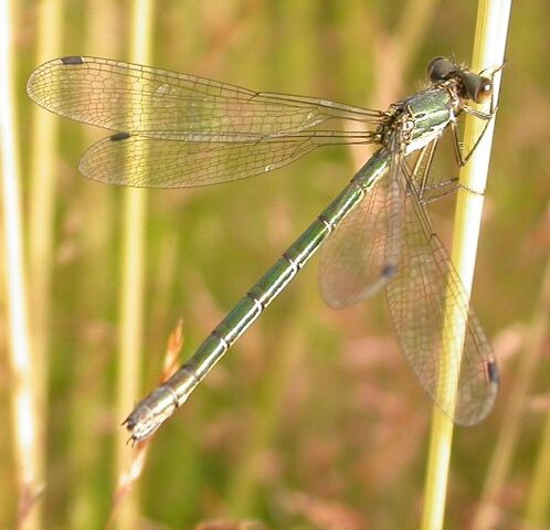 File:Scarce Emerald (f).jpg