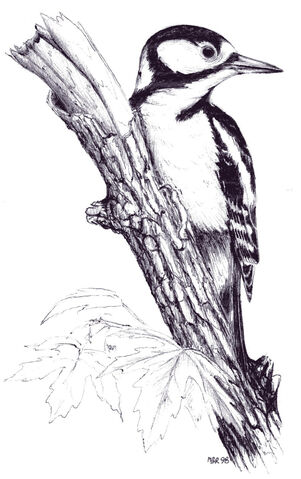 File:Grt Spotted.jpg