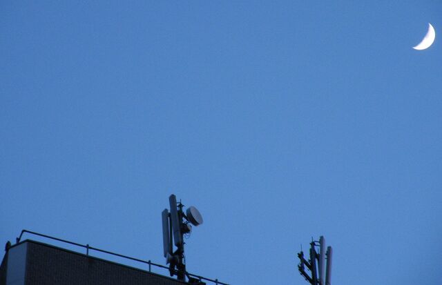 File:Peregrine on building.jpg