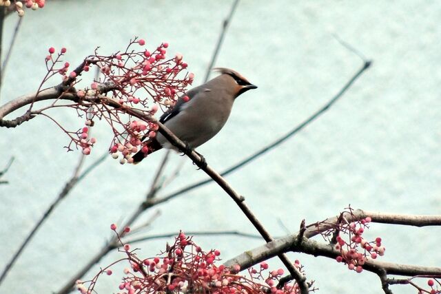 File:Waxwing 6.jpg