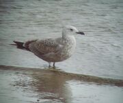 CaspianGull1wCrossness8Nov14aMedium