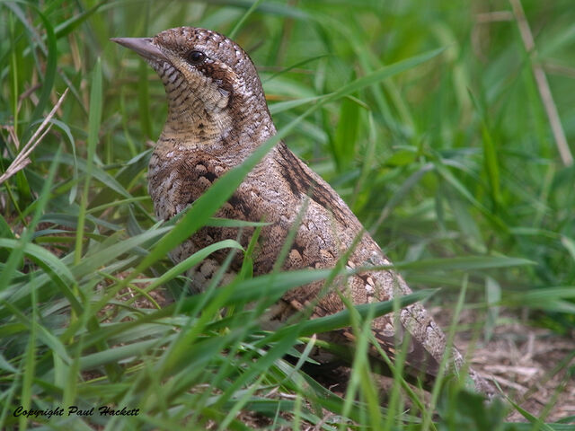 File:Wryneckweb800R0021011.jpg