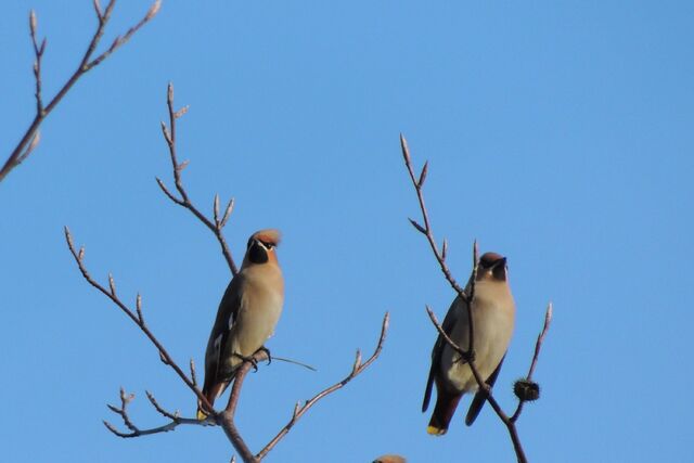File:Waxwing 11.jpg