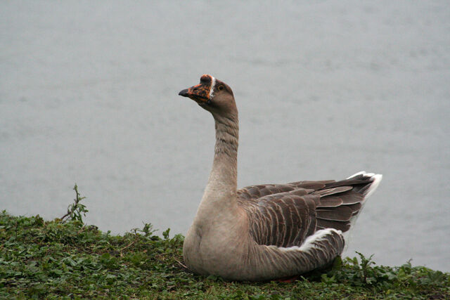 File:China-Swan Goose2.jpg