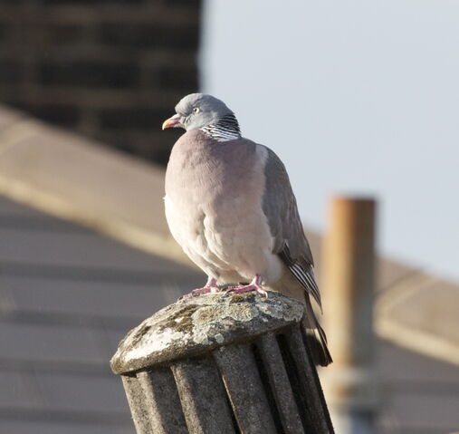 File:Wood pigeon.jpg