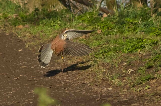 File:Kestral 2.jpg