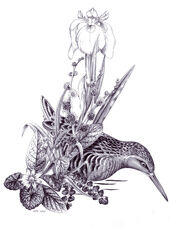 Water Rail 1small