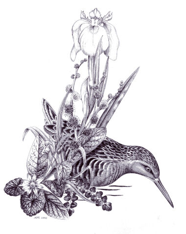 File:Water Rail 1small.jpg