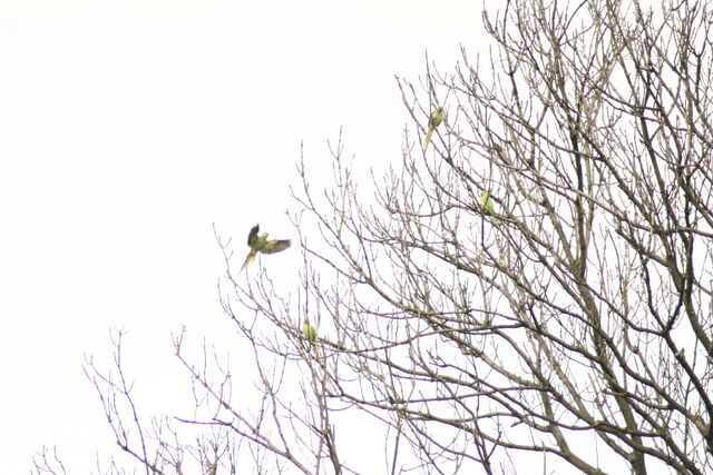 File:Wildlife 1293.jpg