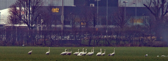 File:Bewicks-Swan-Harmondsworth-.jpg