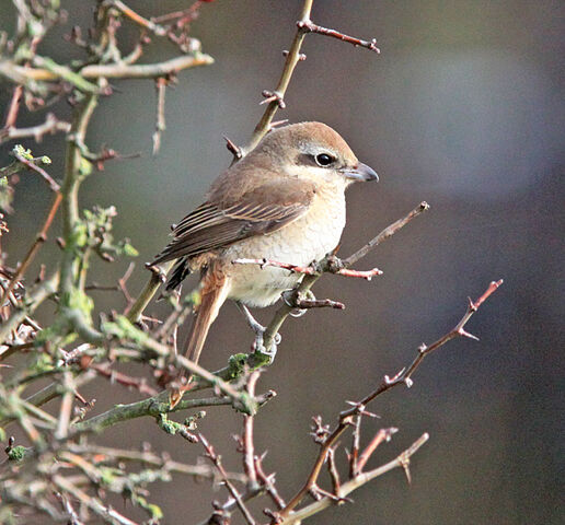 File:IMG 1434 Brown Shrike.jpg