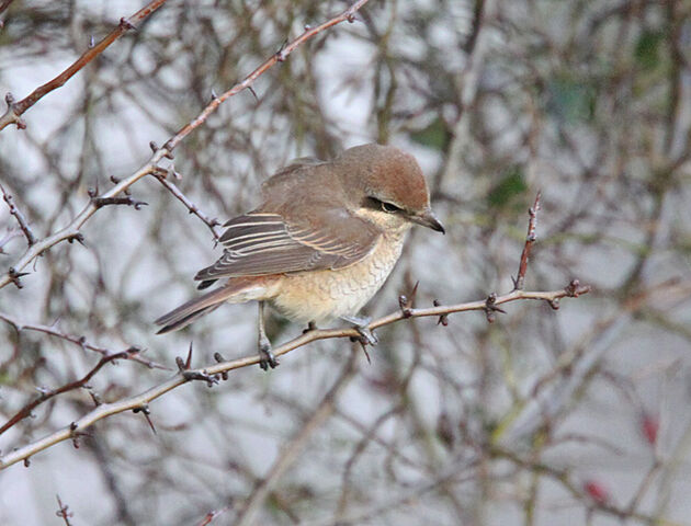 File:IMG 1490 Brown Shrike.jpg