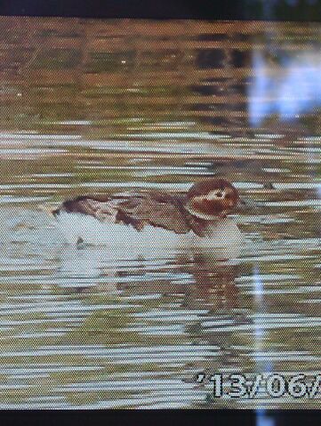 File:Long-tailed Duck.jpg