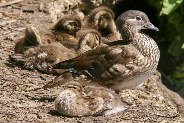 File:Mandduckfaily-katymcgilvrayjpg.jpg