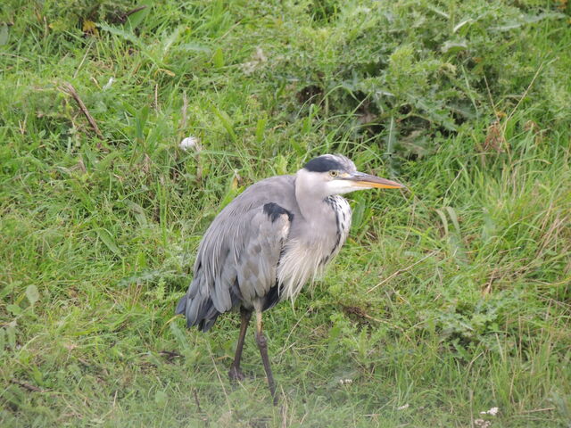 File:Heron.jpg