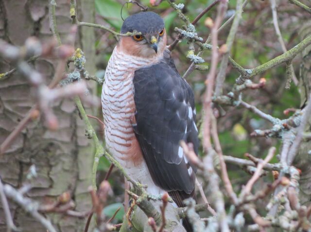 File:Sparrowhawk 010313.jpg