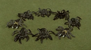 Spiders