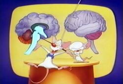 Brainstem1