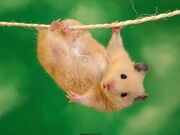 Animal 0026