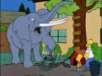 Elephant.jpg