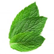 12672051-three-fresh-mint-leaves-isolated-on-white-background
