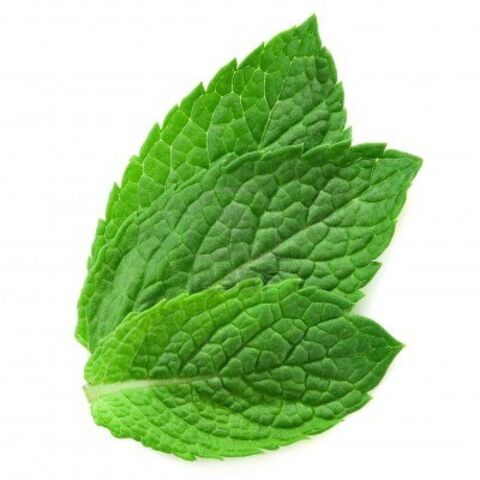 File:12672051-three-fresh-mint-leaves-isolated-on-white-background.jpg