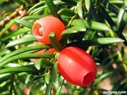 Yew berry