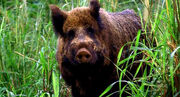 1X16 Boar.jpg