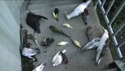 MX06Birds1.jpg