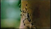 180px-Spider.jpg