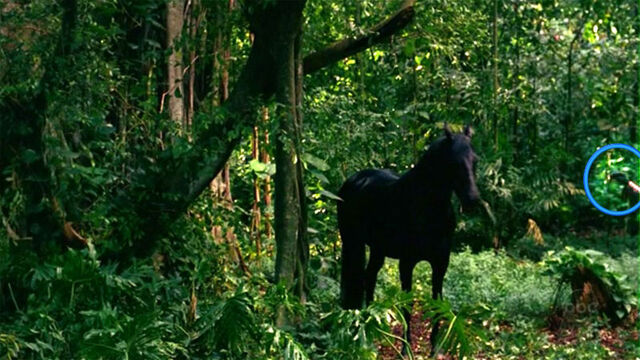 File:Kateshorse trainer.jpg