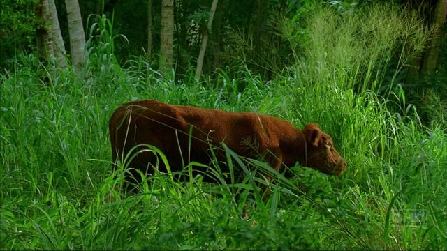 File:Enter77 cow.jpg