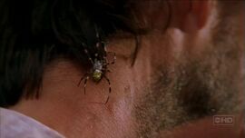 Spider Paulo.jpg