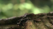 2X14TreeFrog.jpeg