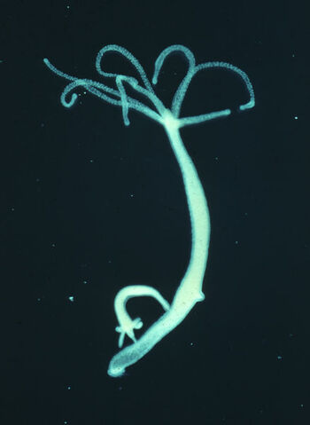 Archivo:Hydra viridissima.jpg