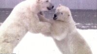 Orientationbears.jpg