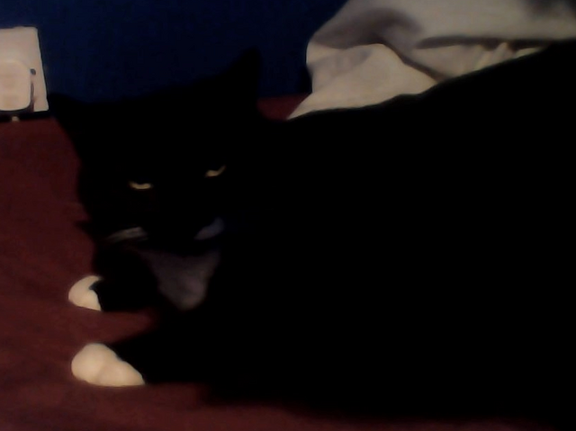 File:Cleo.png
